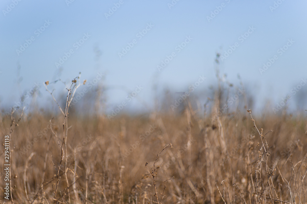 Obraz premium Closeup dry field grass on blurred background. Minimal depth of field. Early spring on photo.