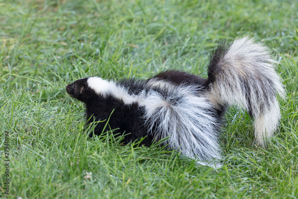 Naklejka premium The striped skunk (Mephitis mephitis) near the human dwelling. 