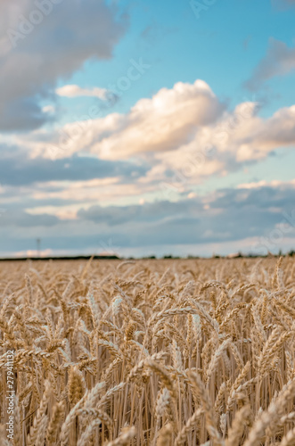 Wheat field at sunset with blue sky and clouds. Copy space. 