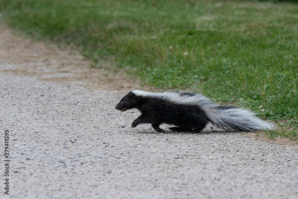The striped skunk (Mephitis mephitis) near the human dwelling. The striped skunk (Mephitis mephitis) near the human dwelling.