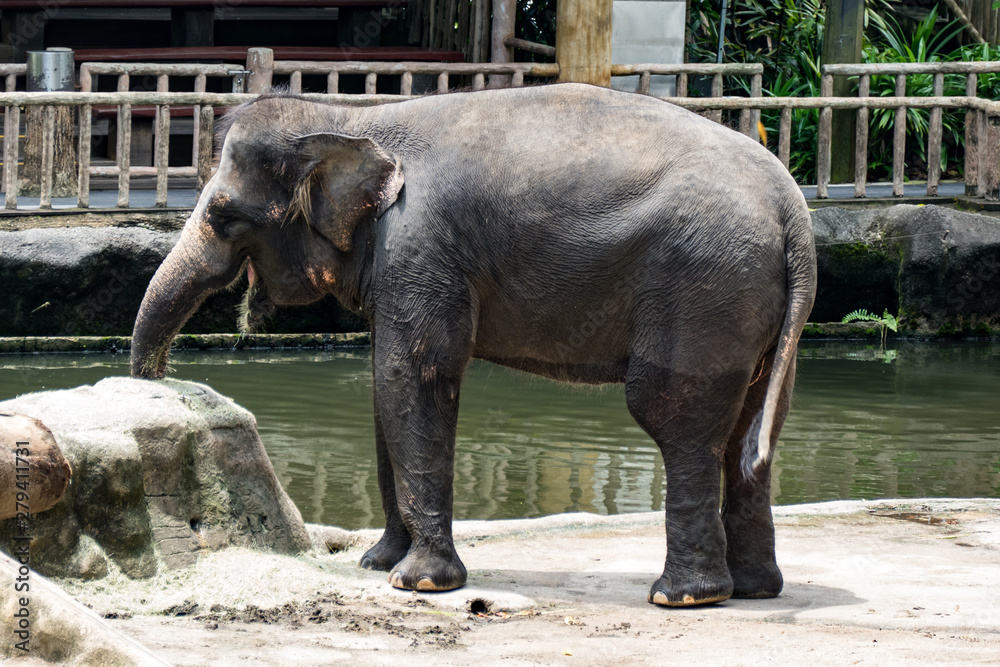 Naklejka premium Asiatischer Elefant