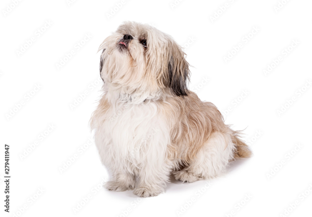 Shih tzu, 8 months old, sitting