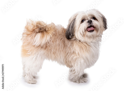 Shih tzu, 8 months old, standing photo