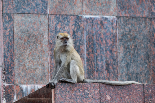 Makaken (Macaca) photo