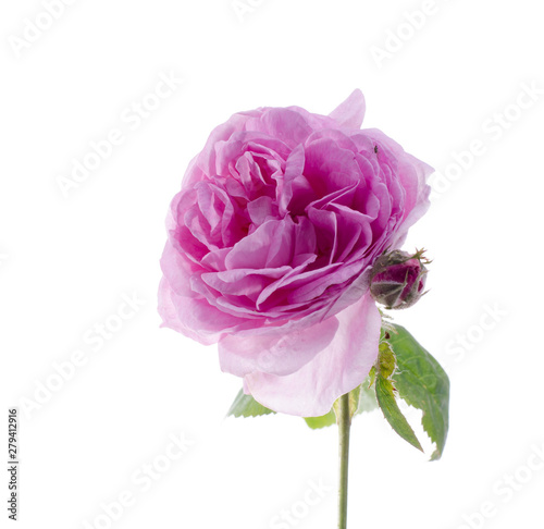 Pink tea rose flower against white background.