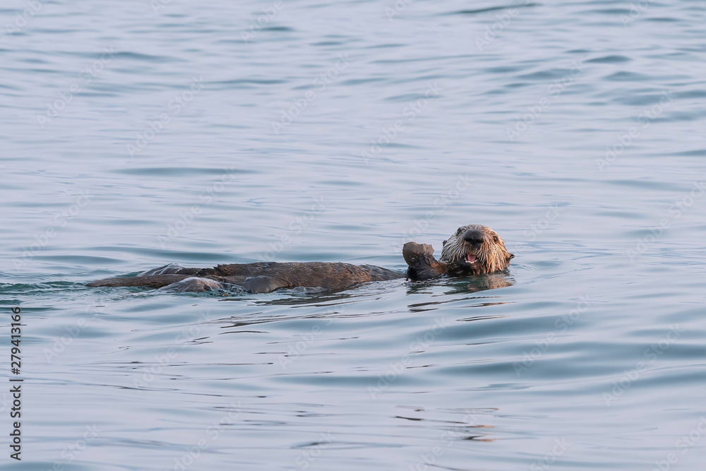 Fototapeta premium Alaskan Sea Otter Eating a Crab