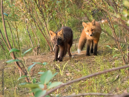 Curious Red Fox and Cross Fox Kits