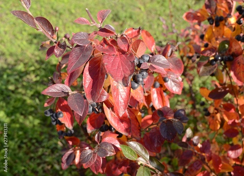 Bushes with bright red leaves on a background of green grass. Sunny autumn day.