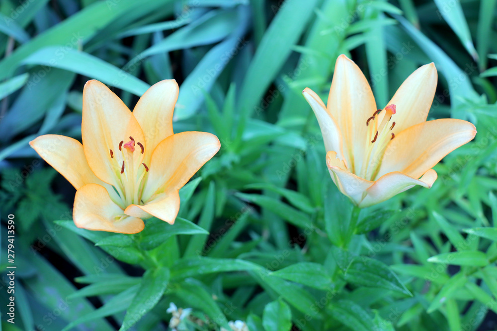 Fototapeta premium two orange lilies on a beautiful green background