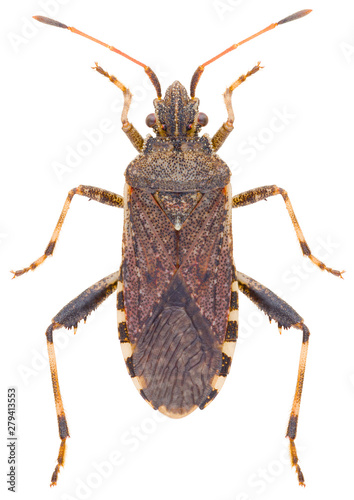 Ceraleptus gracilicornis is a genus of leaf-footed bugs in the family Coreidae. Leaf-footed bug isolated on white background. © Anton