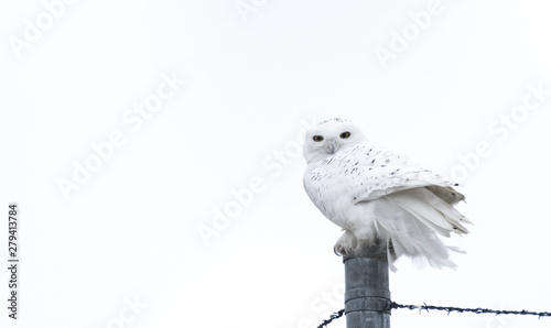 Snow Owl photo