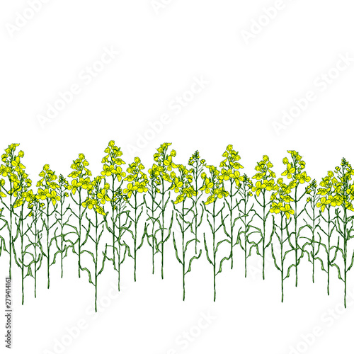 Set of canola flower and oil