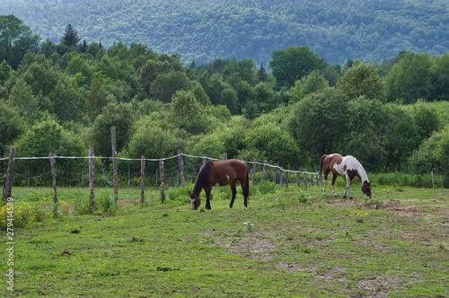 Horses in Pasture © World Travel Photos