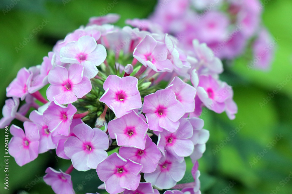 Fototapeta premium Phlox flowers on a beautiful green background