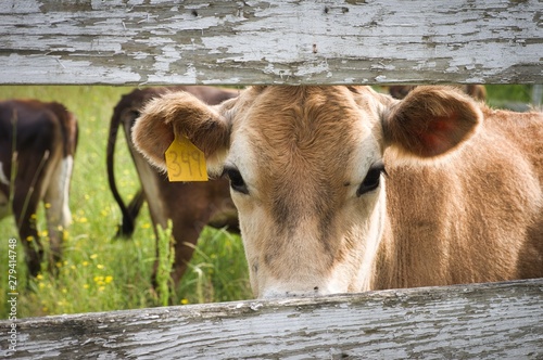 Cow looking through Board Fence photo