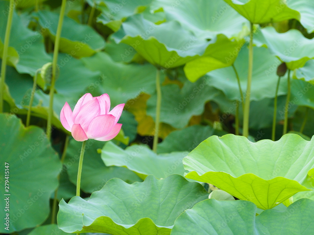 lotus in a pond
