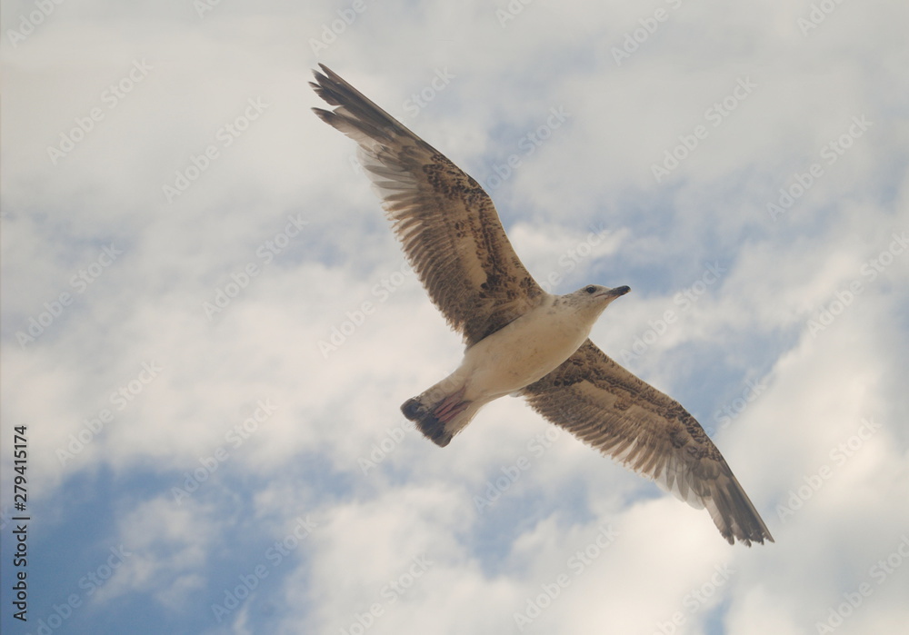 Gaivota a voar no céu com nuvens Gaivota a voar no céu com nuvens