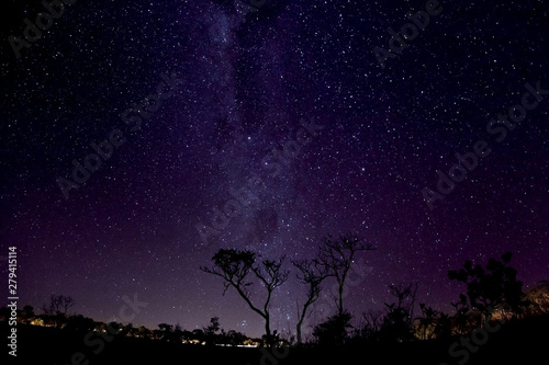 The Milky Way behind the trees in a highway at night