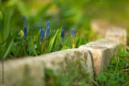 Young muscari flowers in the green garden