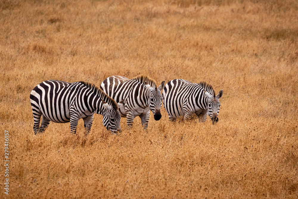 Three zebras grazing in a golden grassland in California one with a bird on its back. Three zebras grazing in a golden grassland in California one with a bird on its back.