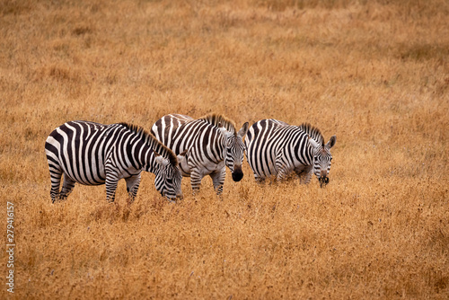 Three zebras grazing in a golden grassland in California one with a bird on its back.
