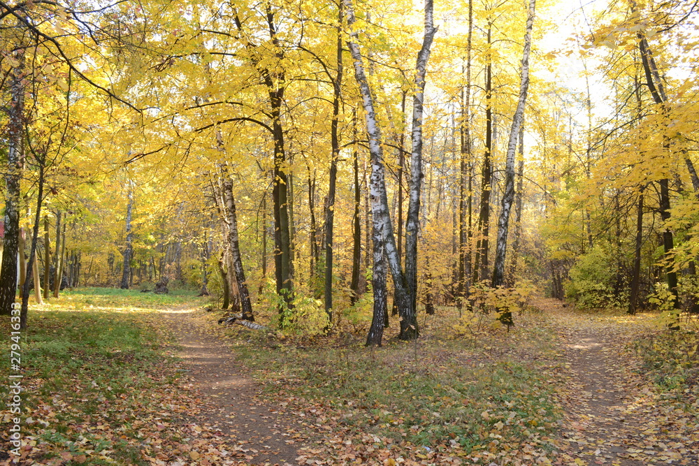 View of the autumn forest with yellow foliage.