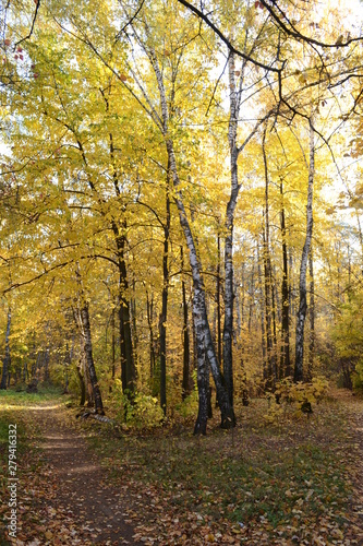 View of the autumn forest with yellow foliage. © Svetlana