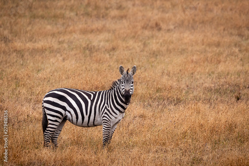  A side view of one zebra in a golden grassland  in California looking forward.