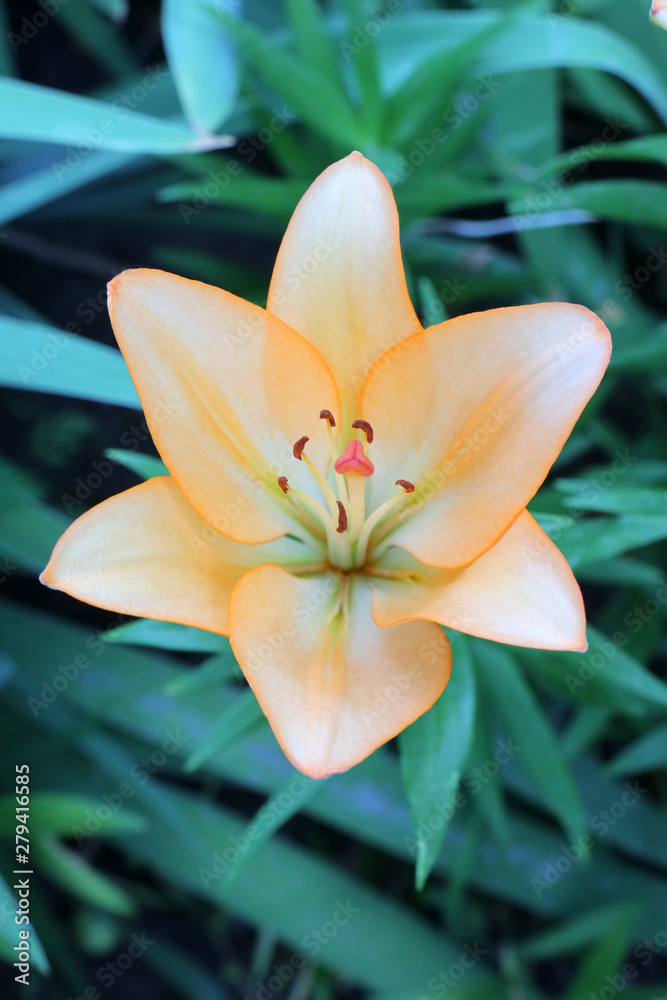 Fototapeta premium orange Lily on a beautiful green background