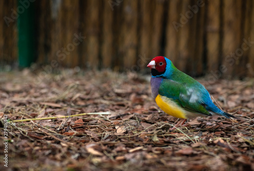 Gouldian Lady rainbow finch bird in cage close up nature birn wild life  photo