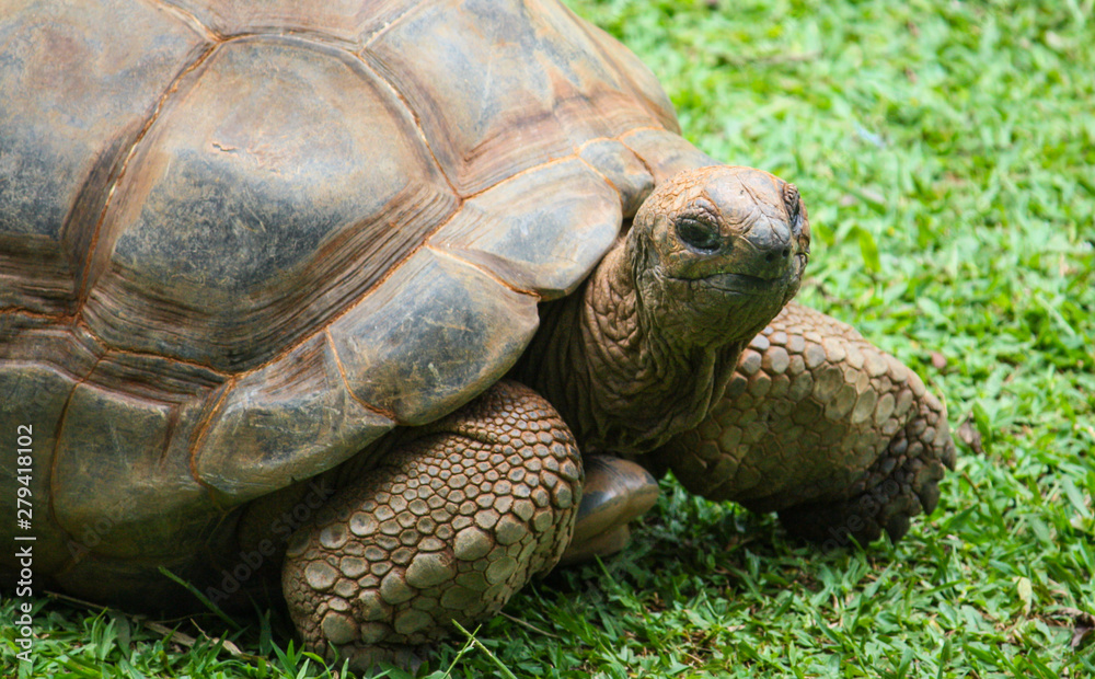 Aldabra Giant Tortoise (Geochelone gigantea), a giant species of Tortoise native to the Aldabra Islands in the Indian ocean. Aldabra Giant Tortoise (Geochelone gigantea), a giant species of Tortoise native to the Aldabra Islands in the Indian ocean.