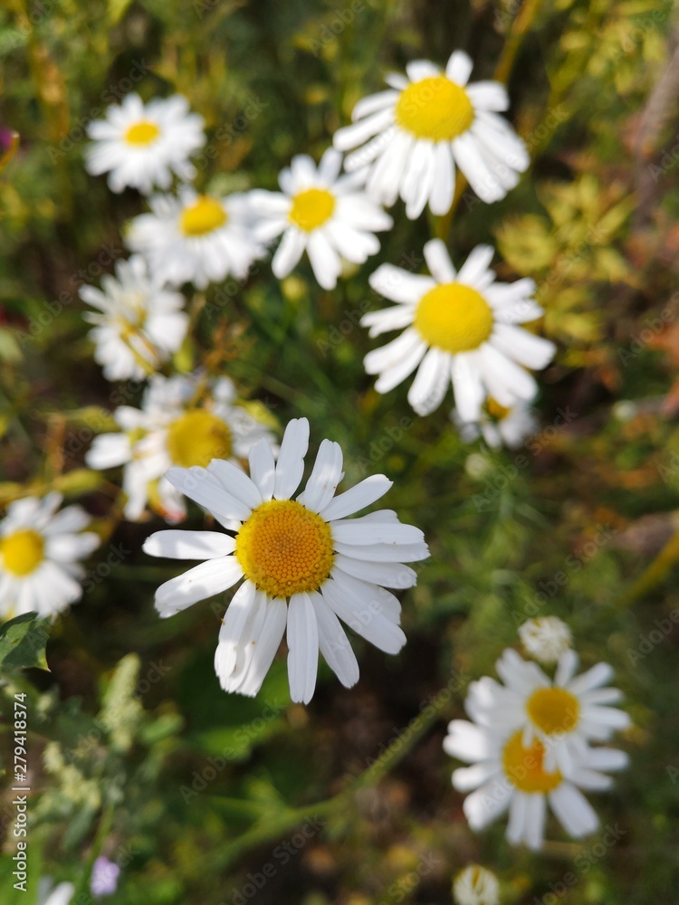 field of daisies field of daisies