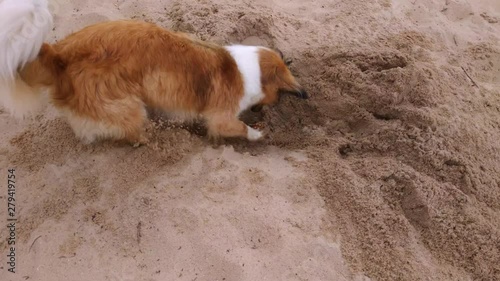A cute brown dog playing with ball on beach