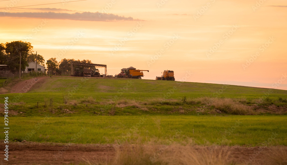 Dog with dark glasses 01