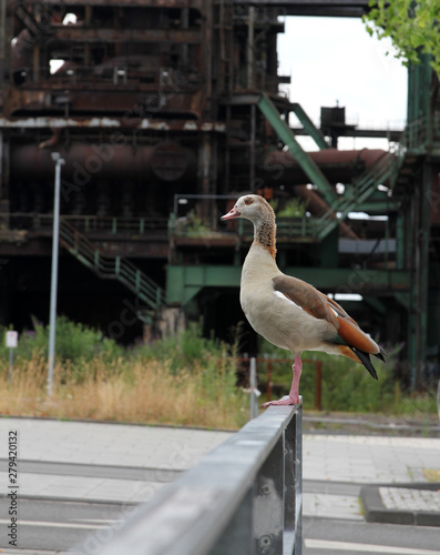 Nilgans im Stahlindustriegebiet Hörde photo