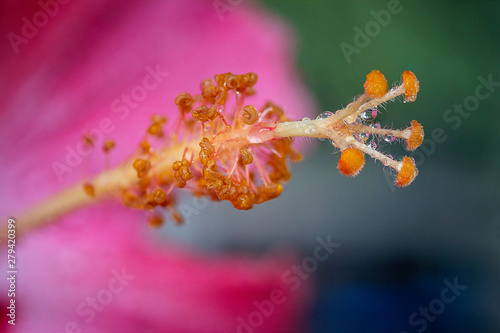 Hibiscus