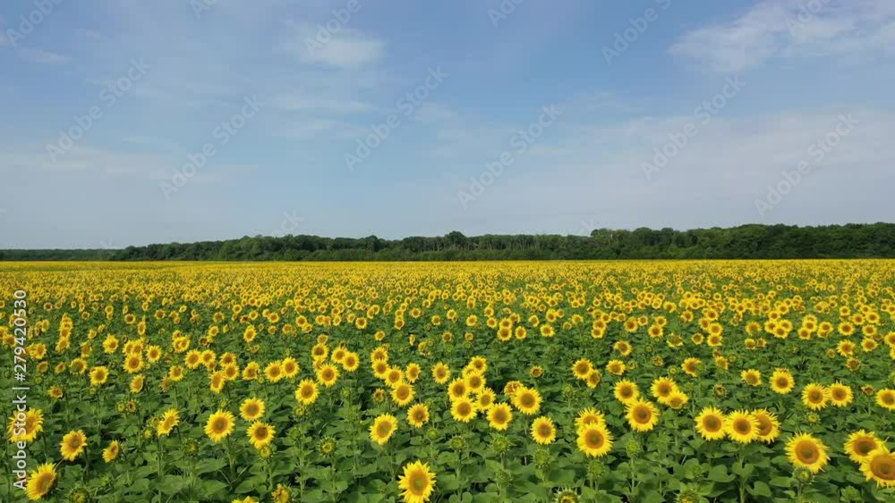 Aerial view, flying over a field with sunflowers, on a clear summer day Aerial view, flying over a field with sunflowers, on a clear summer day
