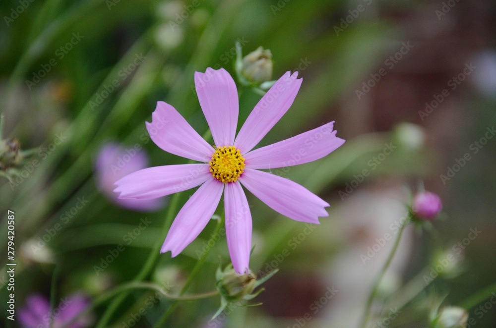 Fototapeta premium Flower