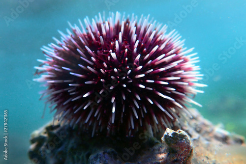 Underwater Mediterranean purple sea urchin - Sphaerechinus granularis © Kolevski.V