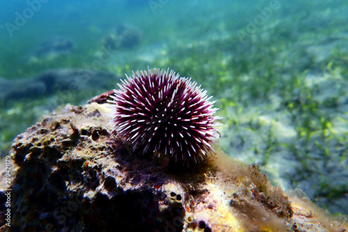 Underwater Mediterranean purple sea urchin - Sphaerechinus granularis © Kolevski.V