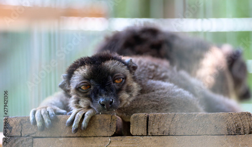 Portrait / Face of a brown lemur