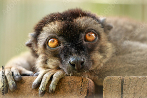 Portrait / Face of a brown lemur