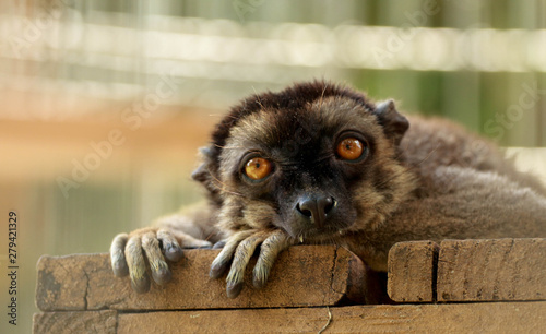 Portrait / Face of a brown lemur