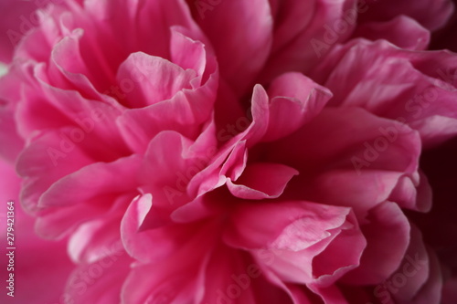 Wciągające głębią płatki różowej piwonii © Anna