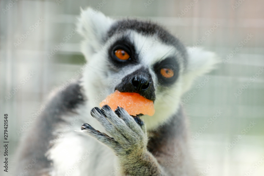 Fototapeta premium ring tailed lemur eating