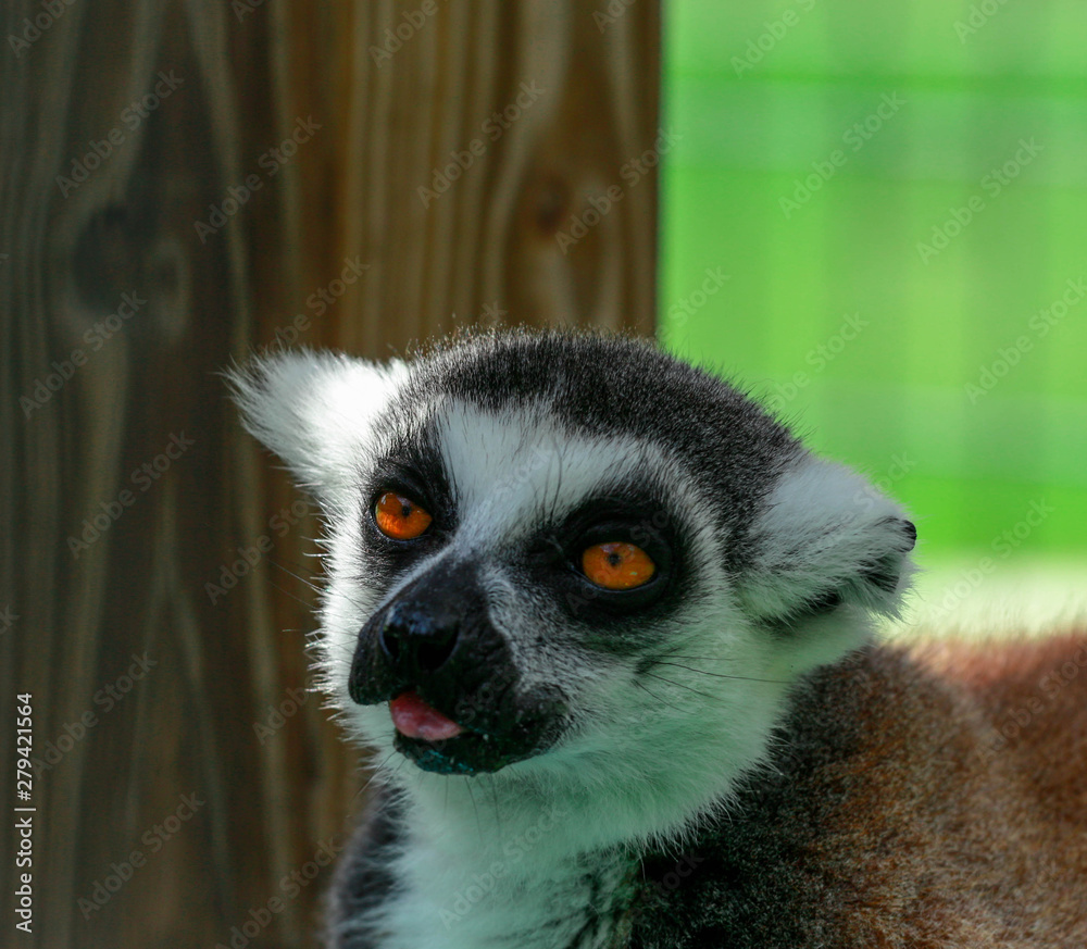Obraz premium ring tailed lemur