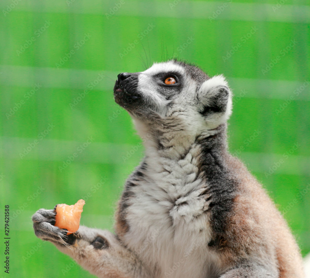 Fototapeta premium Ringtailed Lemur with Fruit