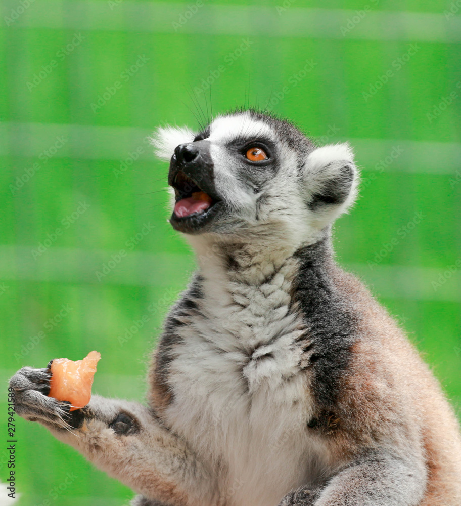 Fototapeta premium Ringtailed Lemur Eating 