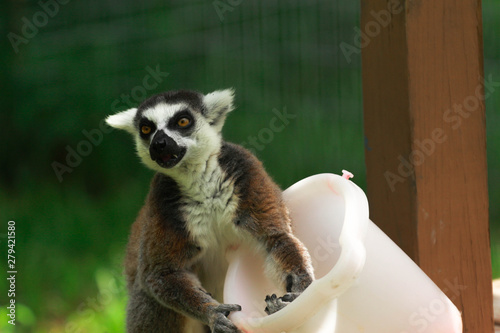 ring tailed lemur