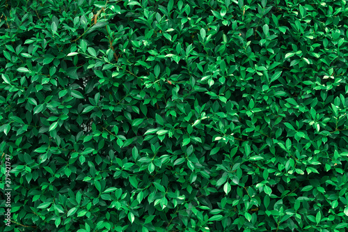 Dark green leaves textured. Concept nature for background and wallpaper